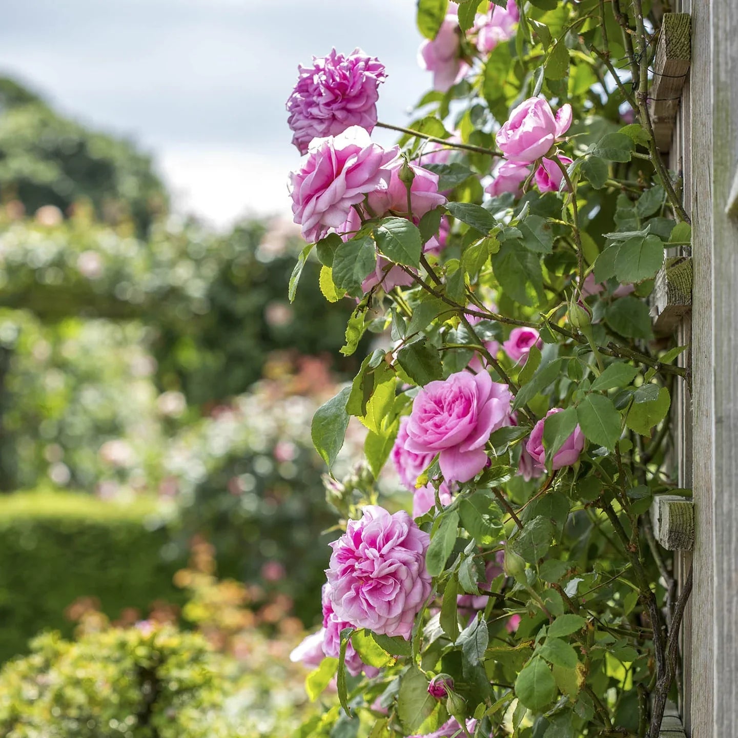 Growing Beautiful Roses in Hot, Humid Climates: Essential Care Tips for Success