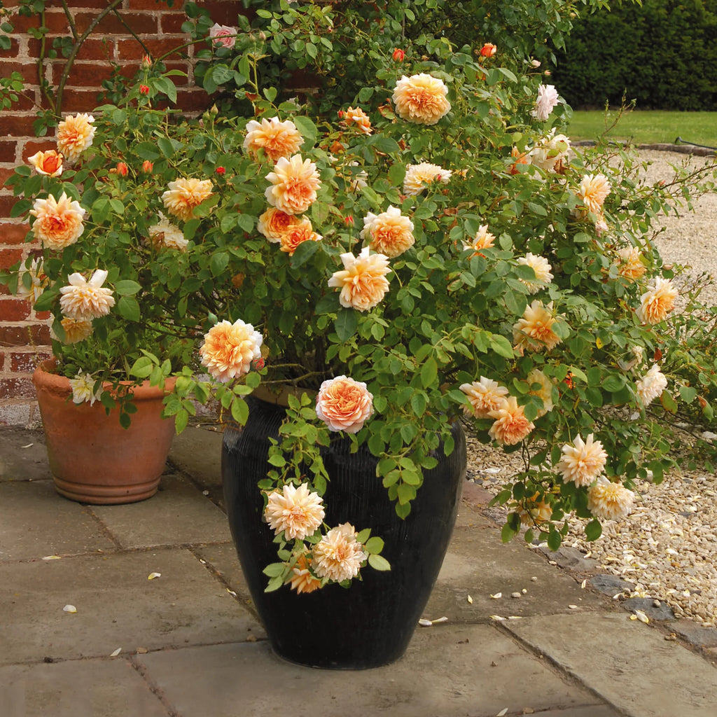 Grace® David Austin® English Shrub Rose