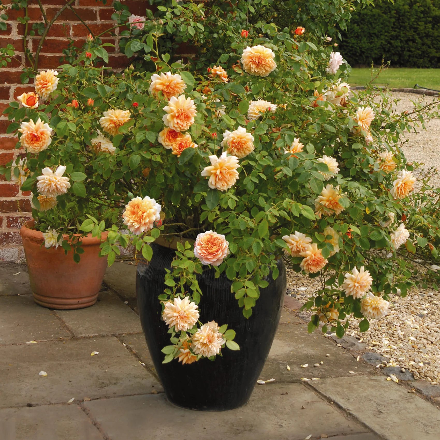 Grace® David Austin® English Shrub Rose