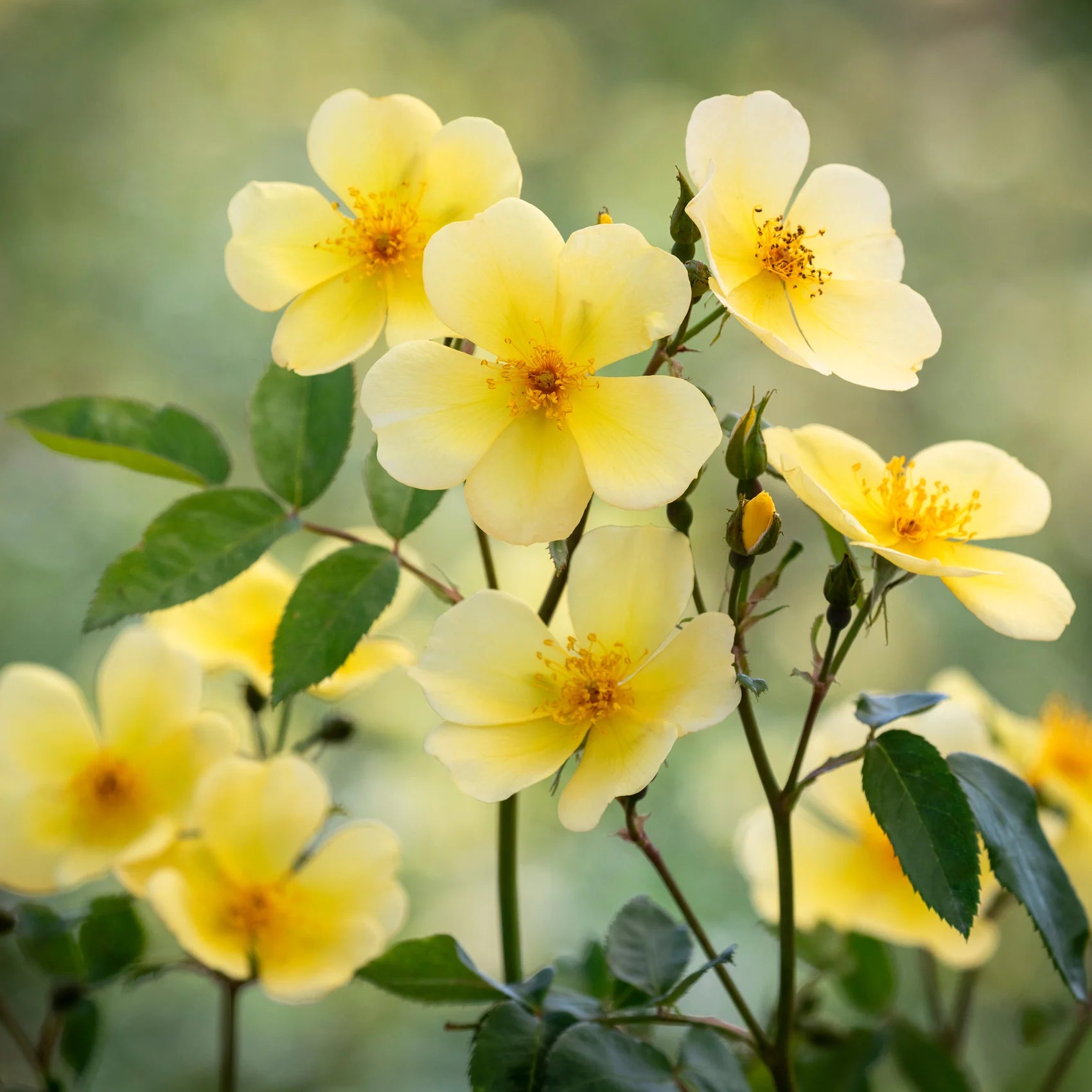 Tottering-by-Gently™ David Austin® English Shrub Rose