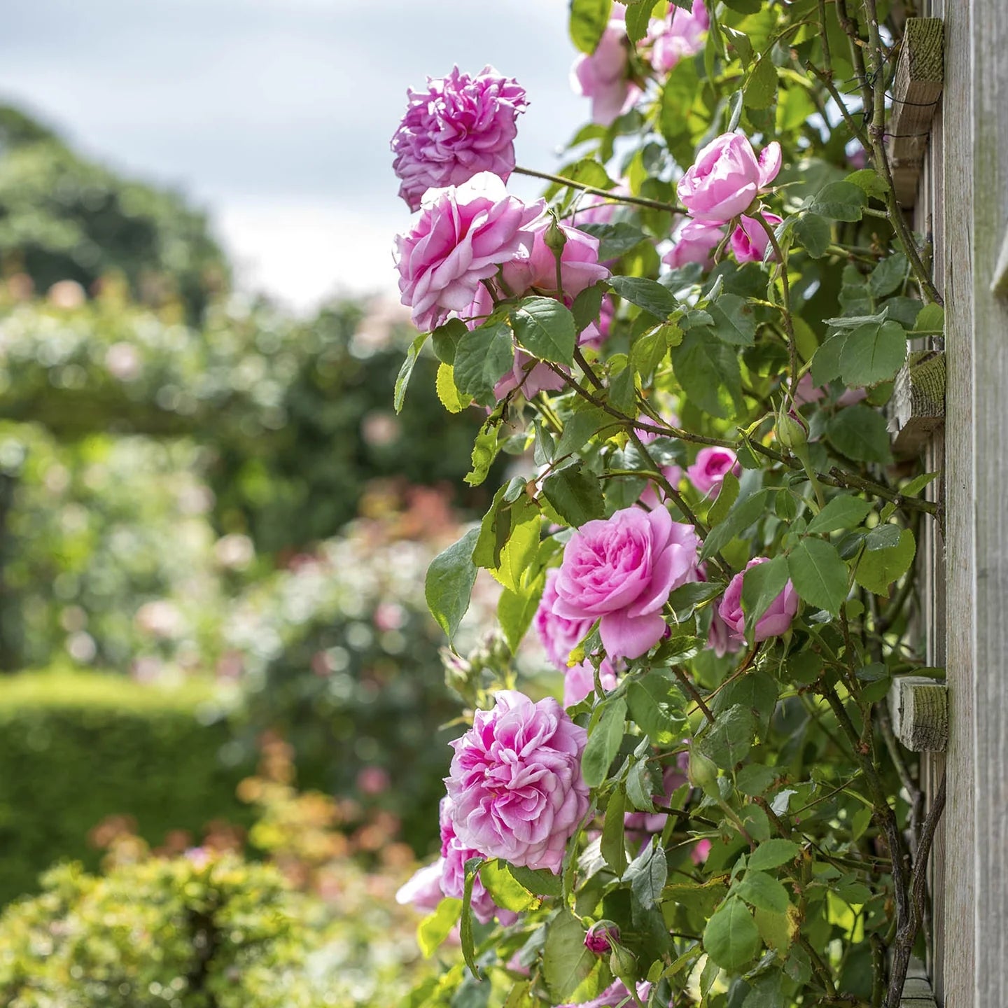 Gertrude Jekyll® David Austin® Climbing Rose