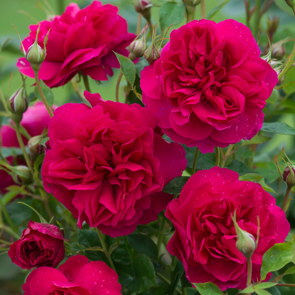 Thomas à Becket™ David Austin® English Shrub Rose