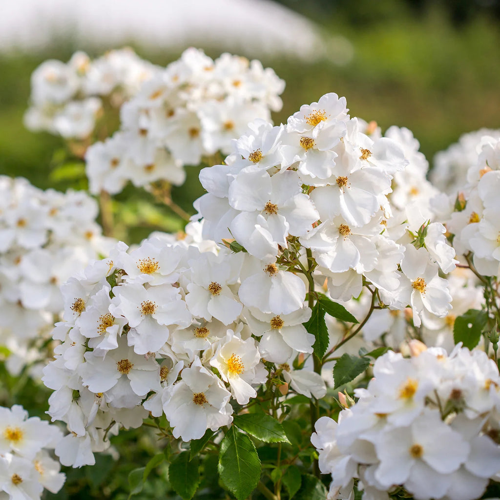 Kew Gardens® David Austin® English Shrub Rose