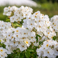 Kew Gardens® David Austin® English Shrub Rose