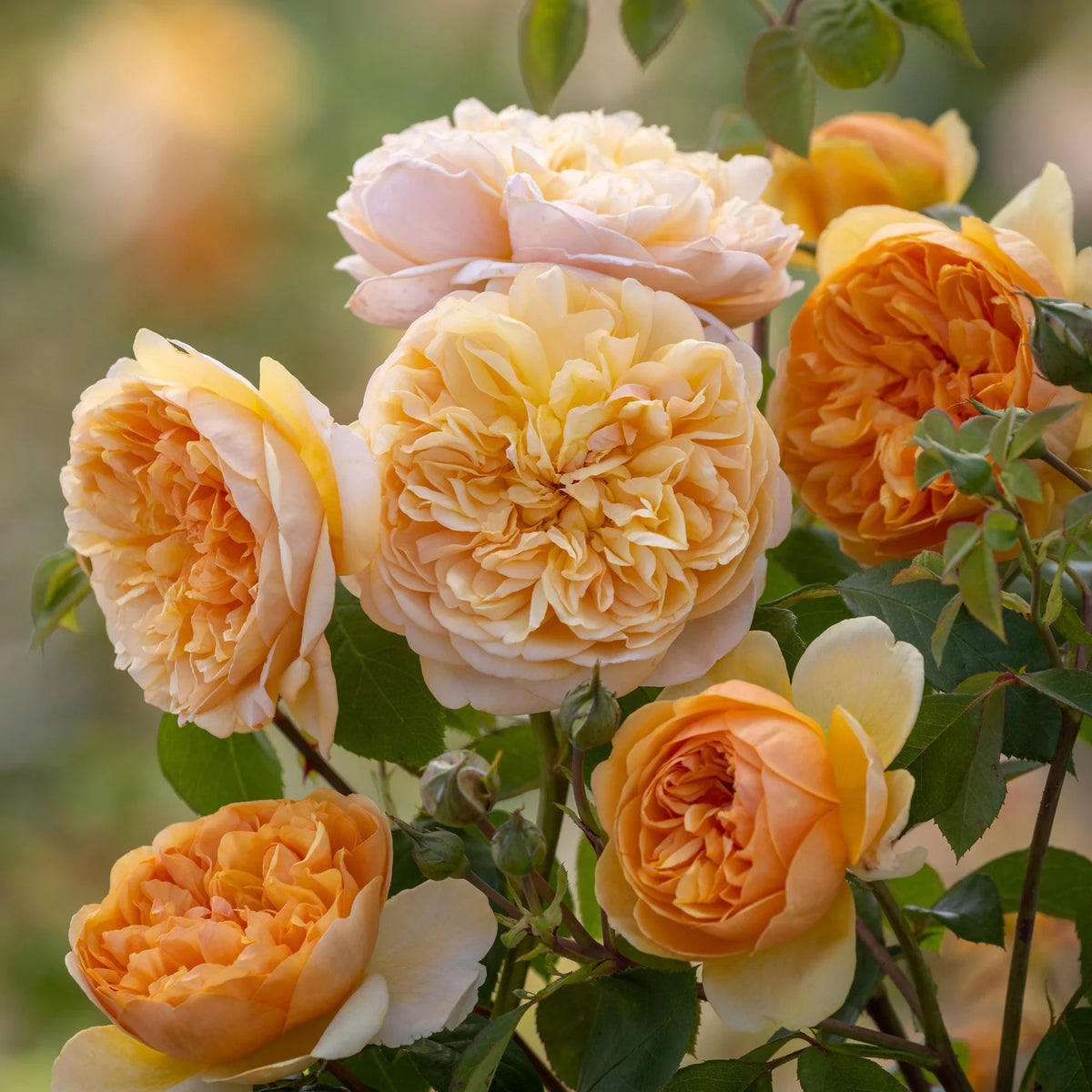 Bring Me Sunshine® by David Austin®