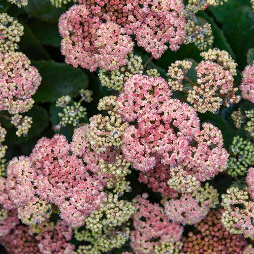 Sedum 'Coraljade'  - Rock 'N Grow® Coraljade Stonecrop