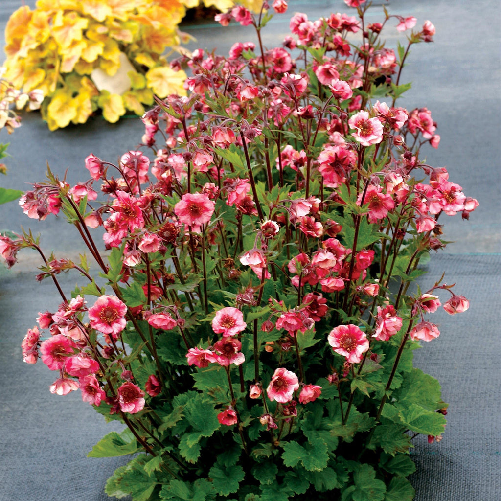 Geum x 'TNGEUTR'  - Tempo™ Rose Avens