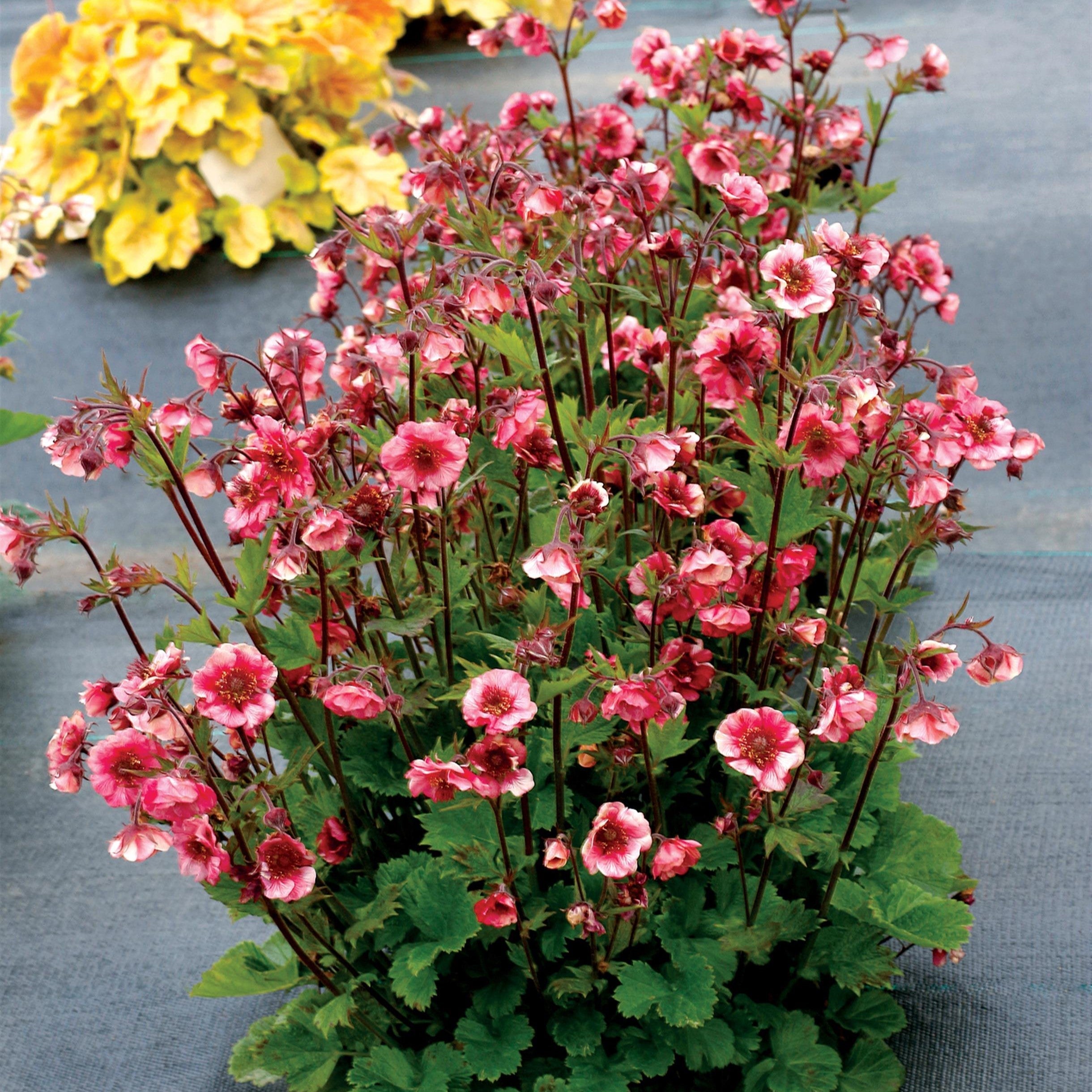 Geum x 'TNGEUTR'  - Tempo™ Rose Avens