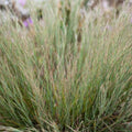 Schizachyrium littorale  - Coastal Bluestem