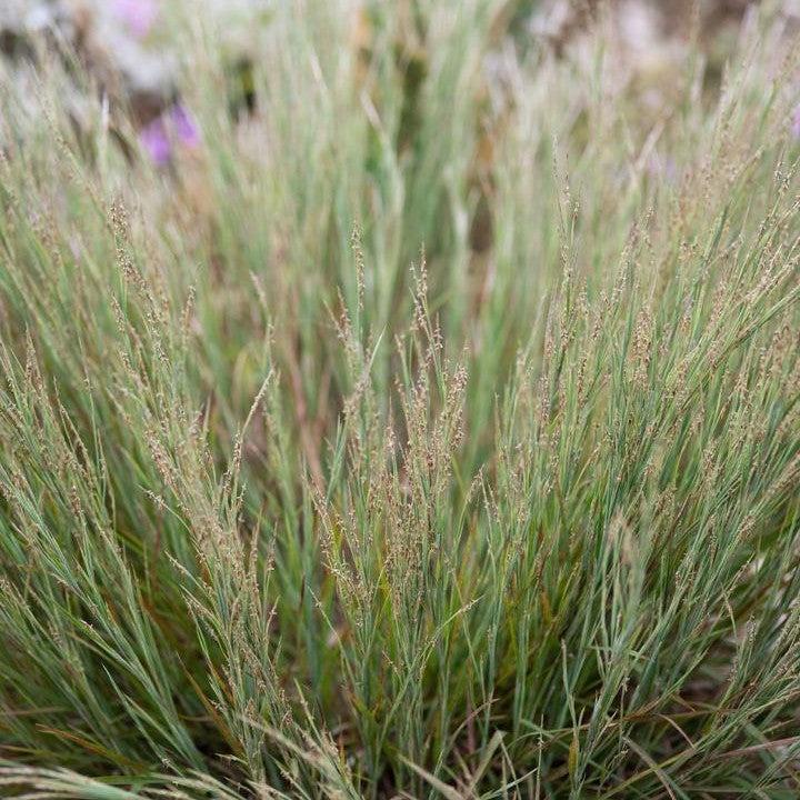 Schizachyrium littorale  - Coastal Bluestem