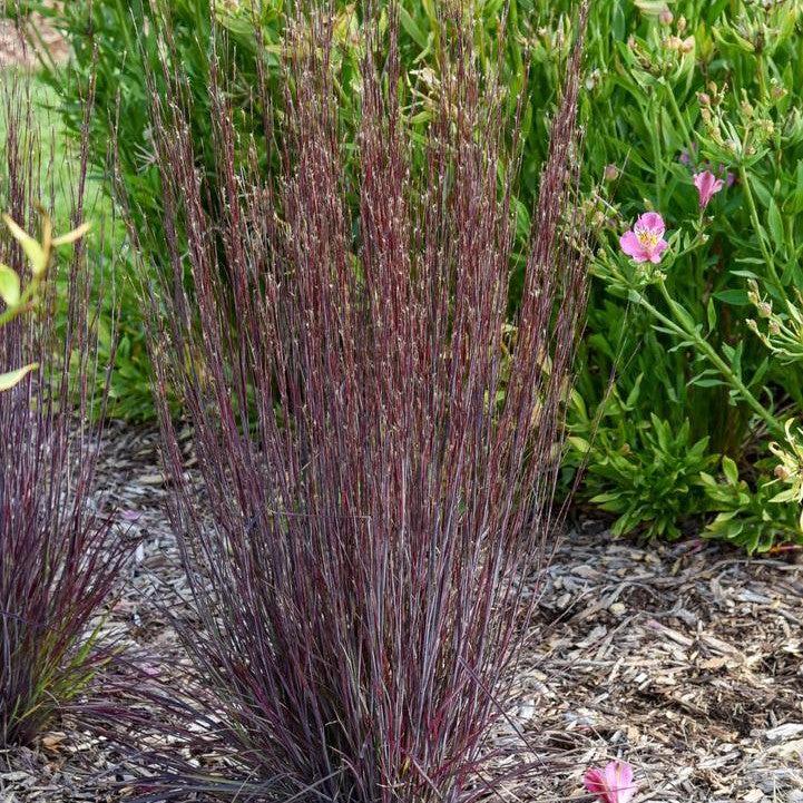 Schizachyrium scoparium 'Cinnamon Sticks'  - Cinnamon Sticks Little Bluestem