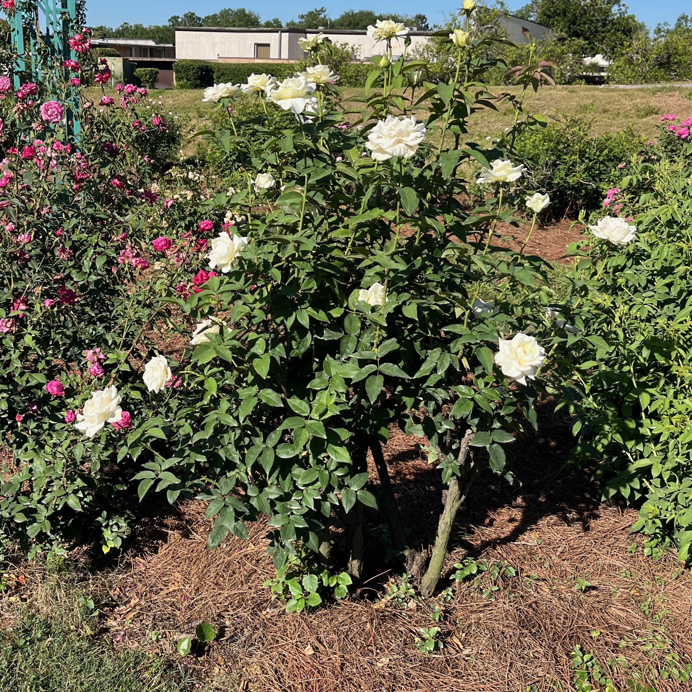 Rosa 'BOEgif'  - John F. Kennedy Rose