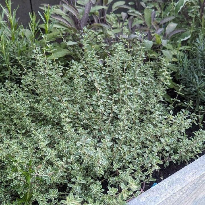 Thymus x citriodorus 'Argenteus'  - Silver Edged Lemon Thyme