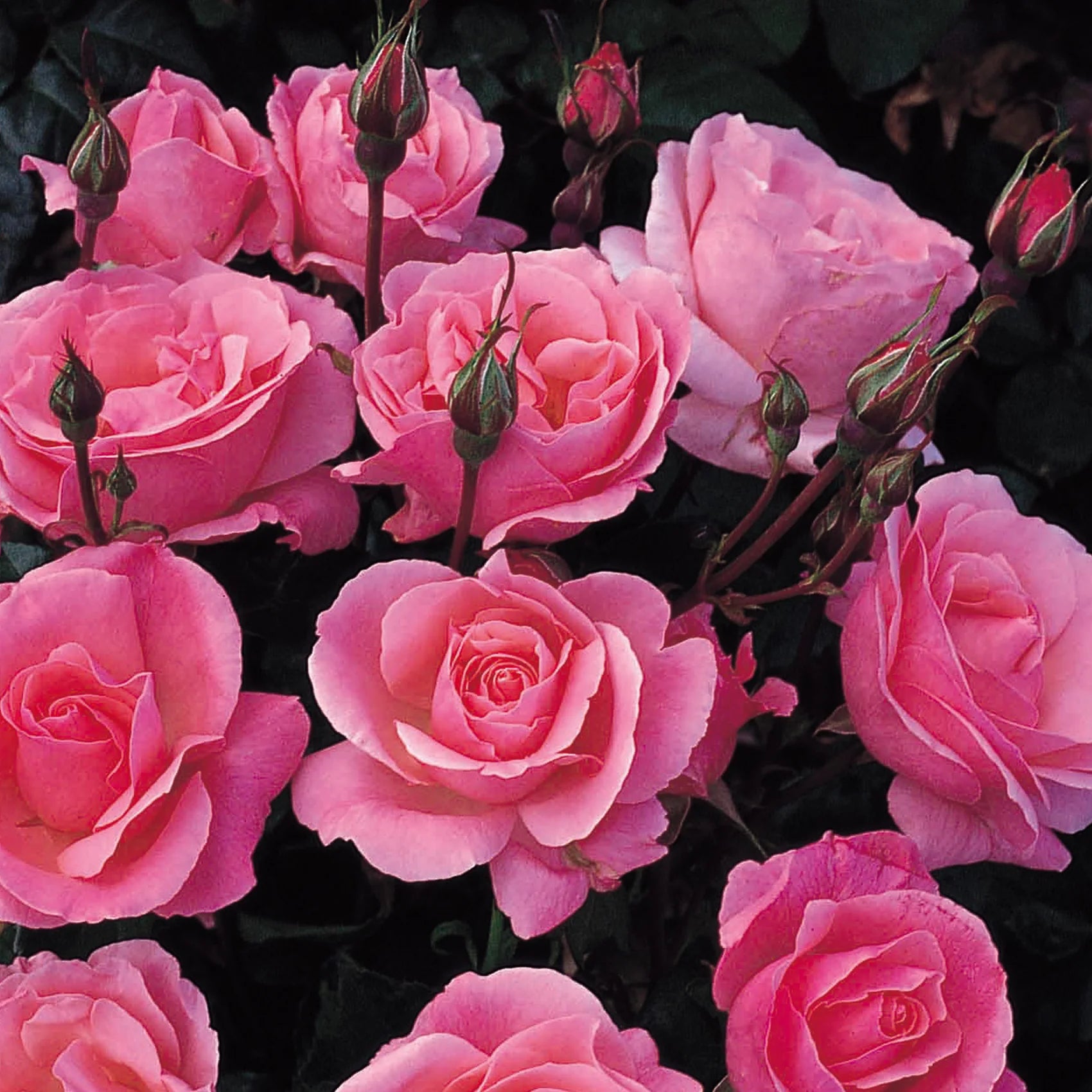 Queen Elizabeth® Fortuniana Rootstock Grandiflora Rose