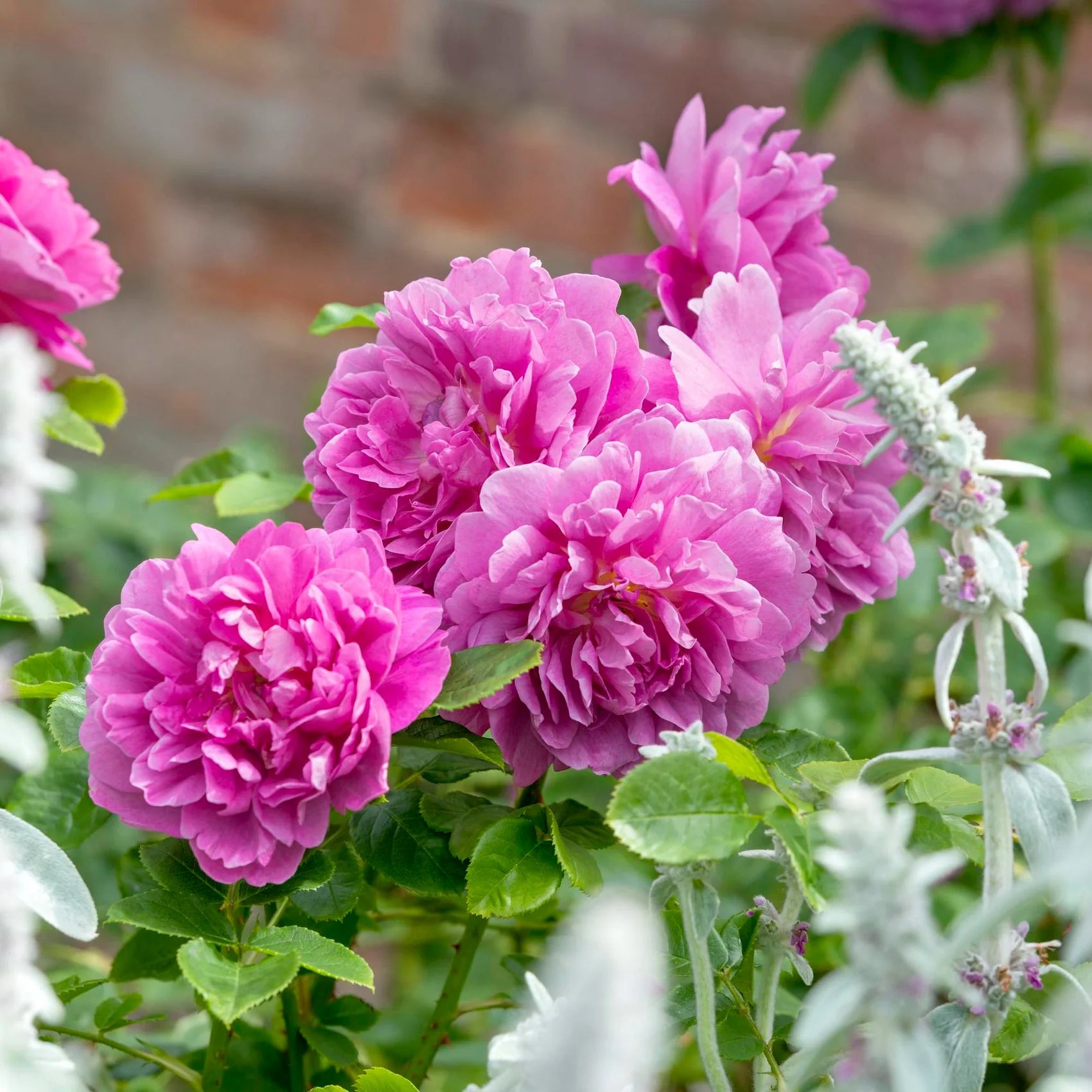 Princess Anne™ David Austin® English Shrub Rose