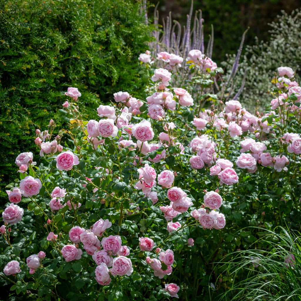 Scepter’d Isle™ David Austin® English Shrub Rose