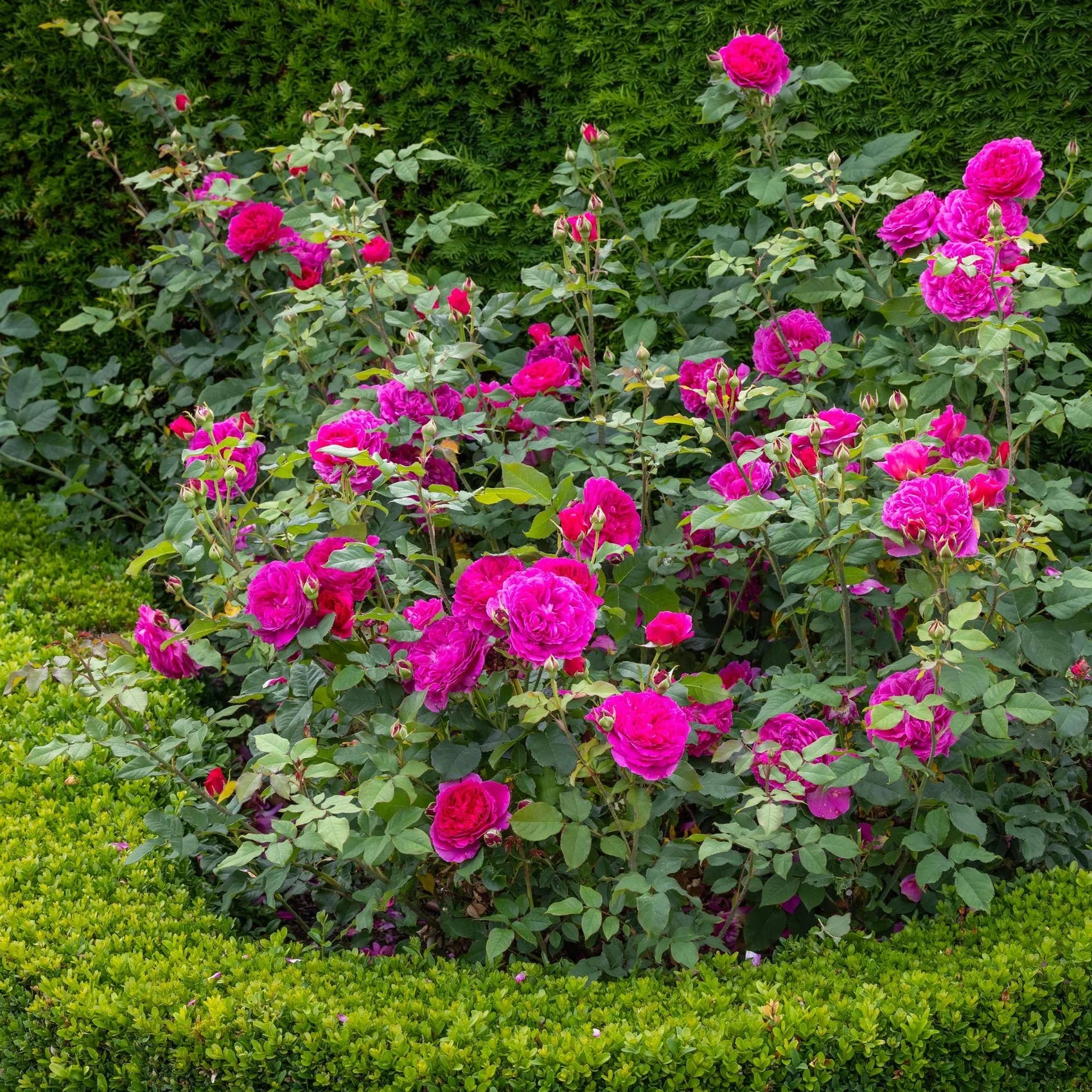 Gabriel Oak™ David Austin® English Shrub Rose