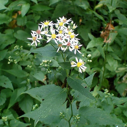 Aster divaricatus  - White Wood Aster