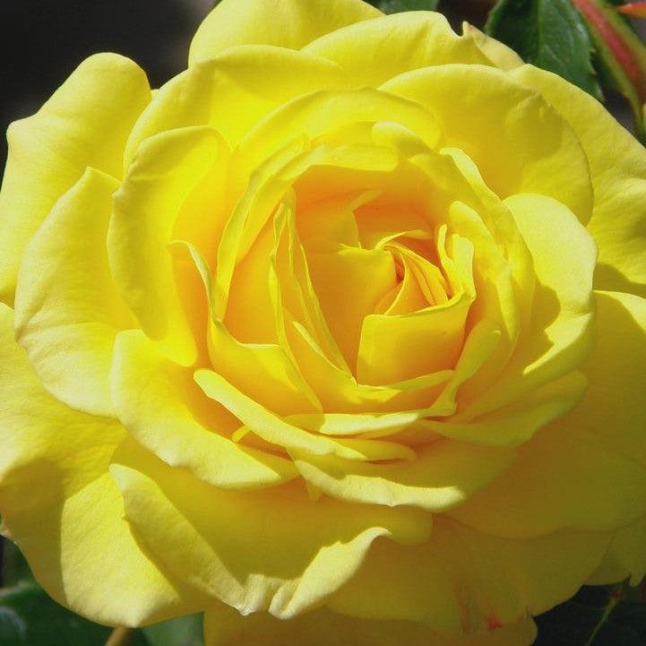 Rosa 'True Joy'  - True Joy Rose