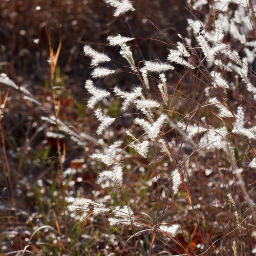 Andropogon ternarius 'Black Mountain'  - Black Mountain Bluestem