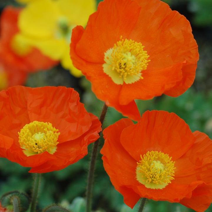 Papaver nudicaule 'Garden Gnome'  - Garden Gnome Poppies