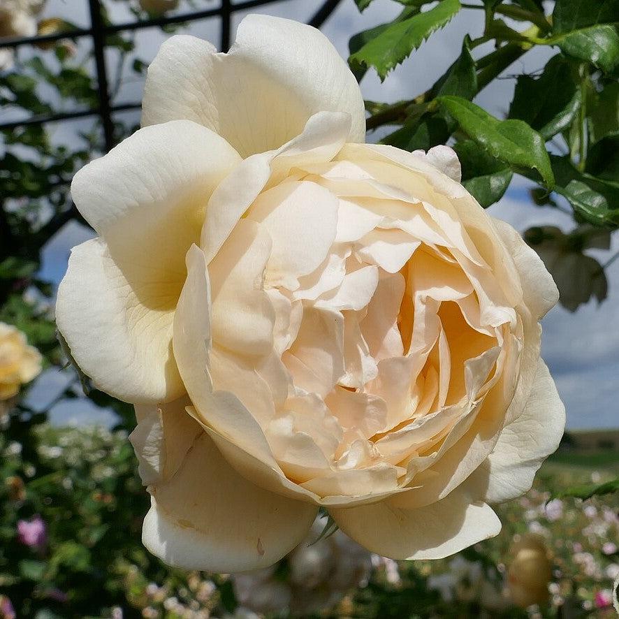 Rosa 'Ausblanket'  - Wollerton Old Hall Rose