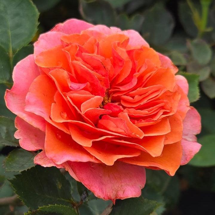 Rosa x 'Noa1112130'  - Showpiece™ Orange Rose