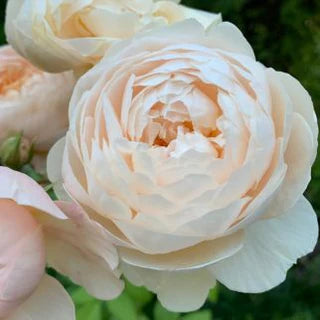 Windermere™ David Austin® English Shrub Rose