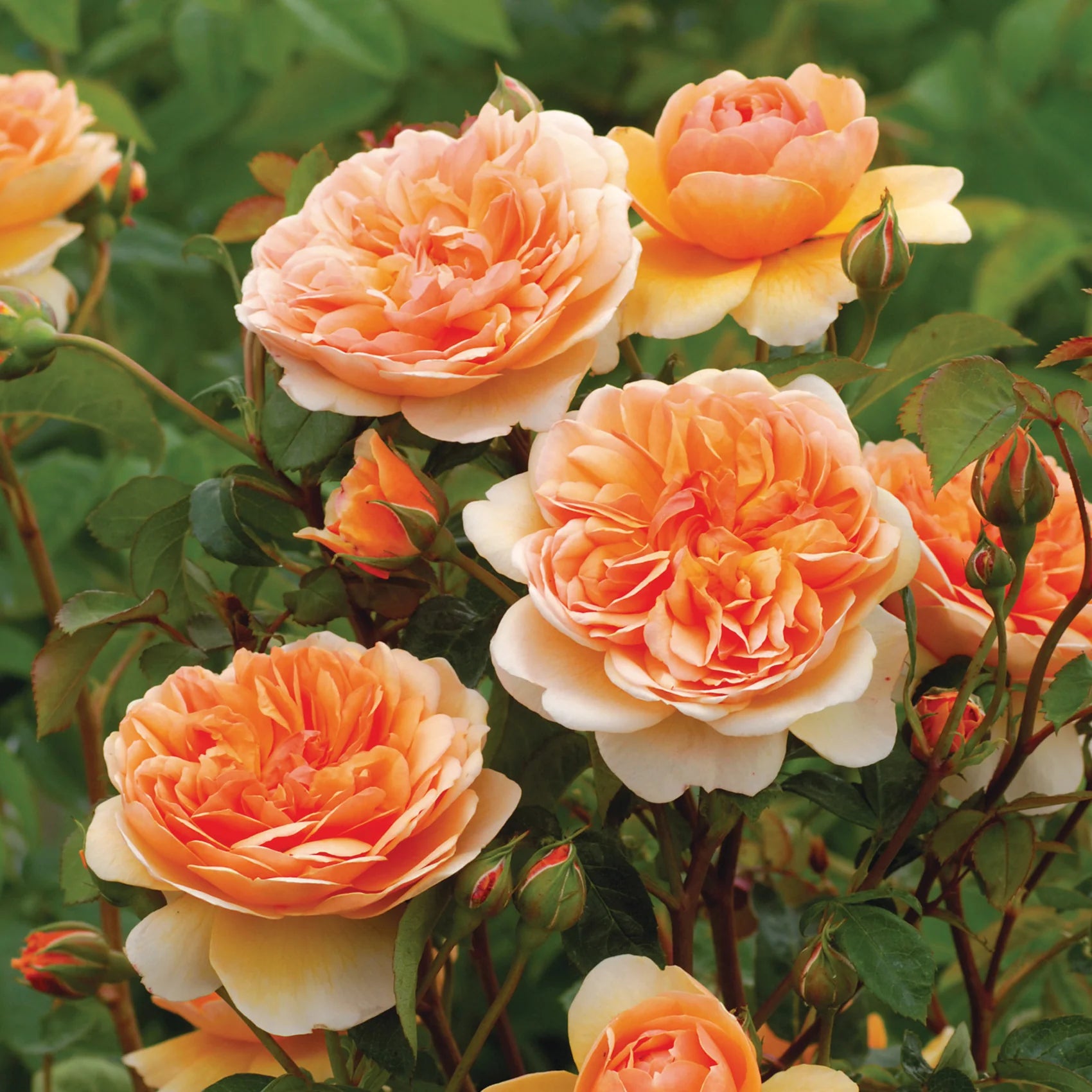 Port Sunlight™ David Austin® English Shrub Rose