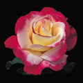 Double Delight™ Hybrid Tea Rose