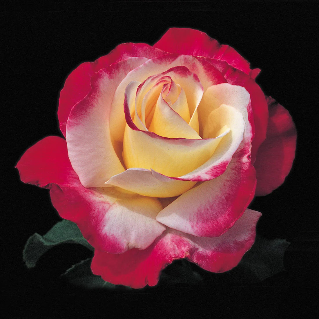 Double Delight™ Hybrid Tea Rose