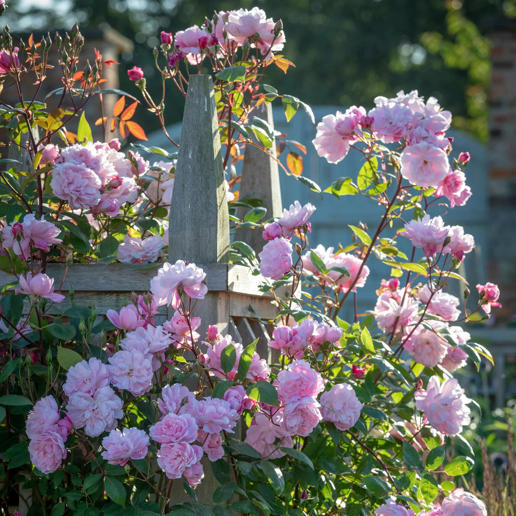 Mary Delany® David Austin® Climbing Rose