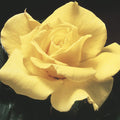 Midas Touch® Fortuniana Rootstock Grandiflora Rose