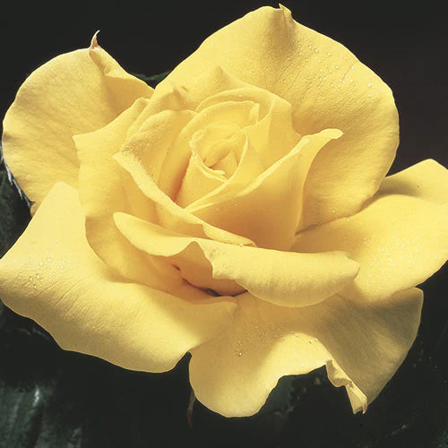Midas Touch® Fortuniana Rootstock Grandiflora Rose