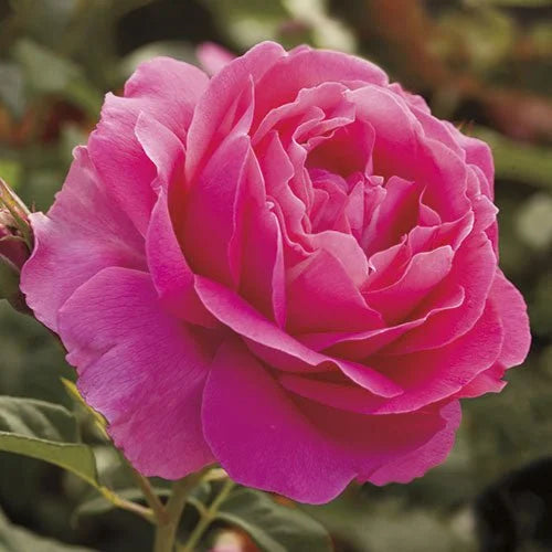Grand Dame™ Rose on Fortuniana Rootstock
