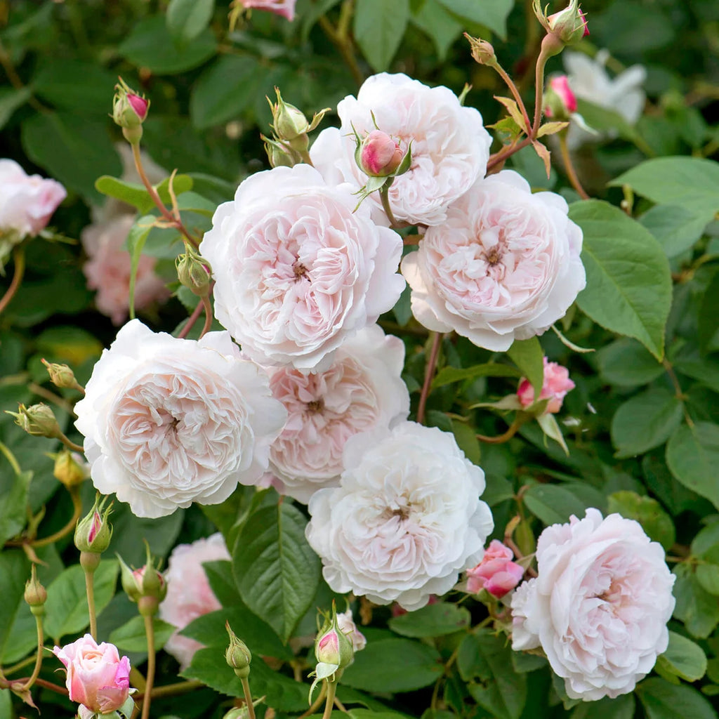 The Albrighton Rambler® David Austin® English Rambling Rose