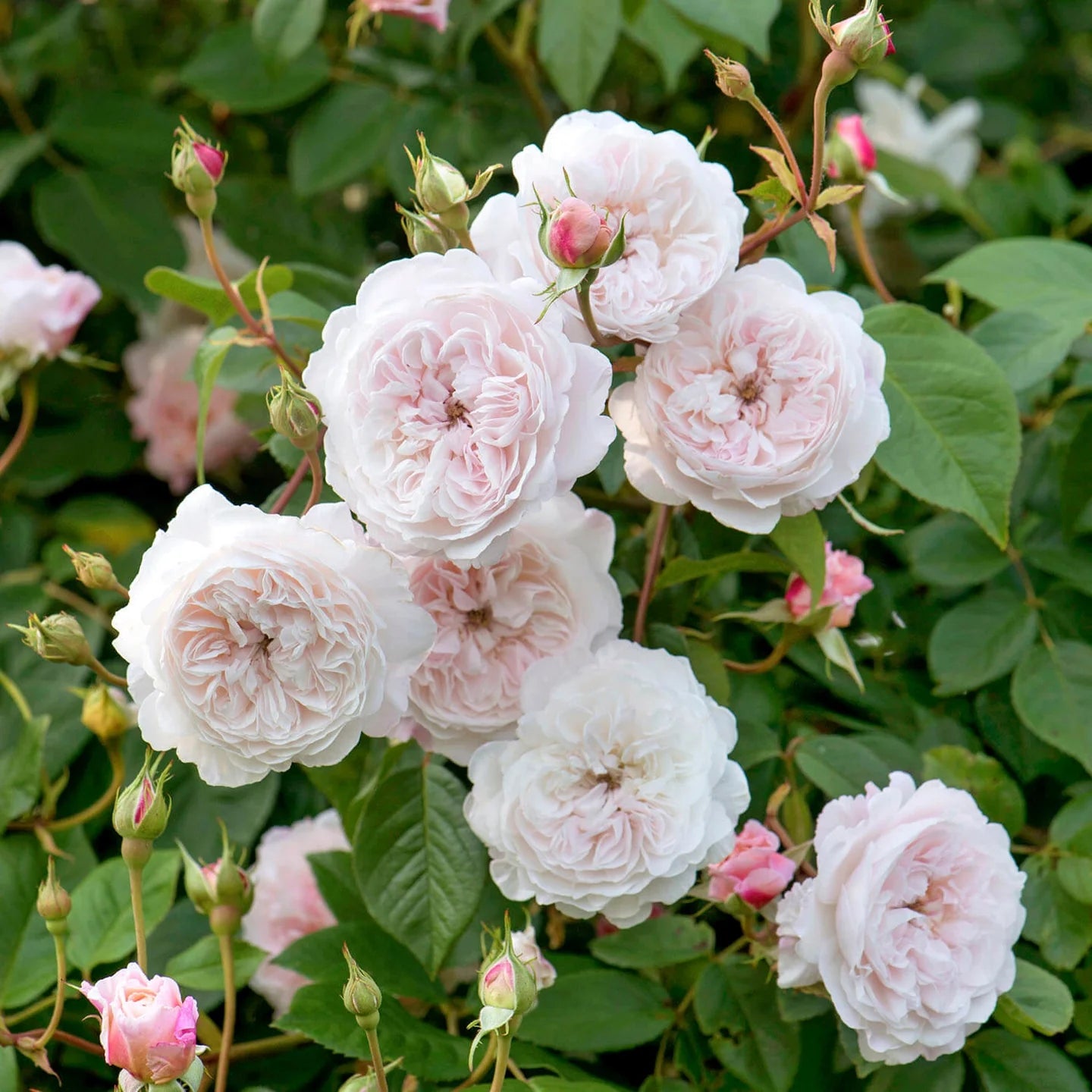 The Albrighton Rambler® David Austin® English Rambling Rose