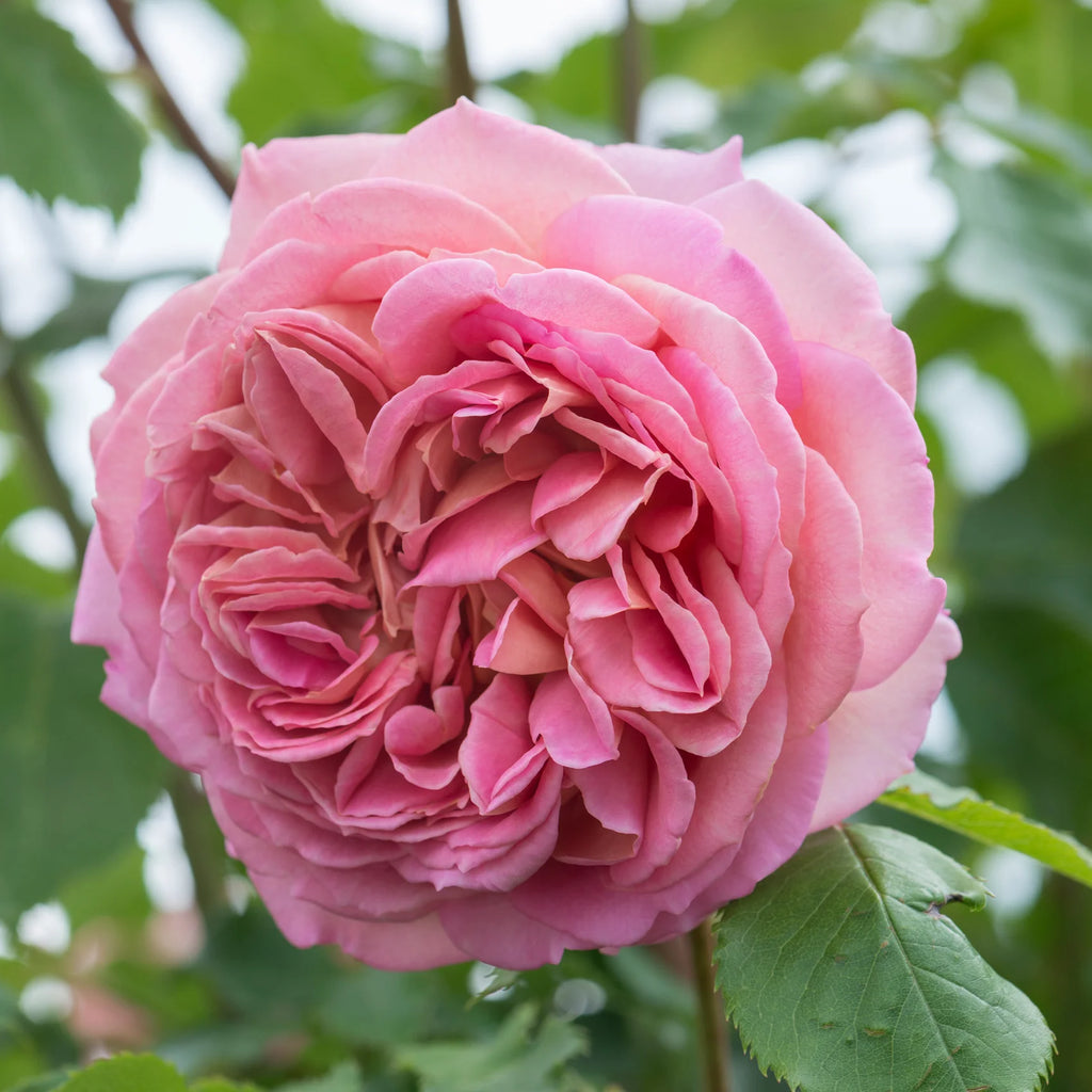 Jubilee Celebration® David Austin® English Shrub Rose