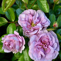 Seena’s Petals of Courage™