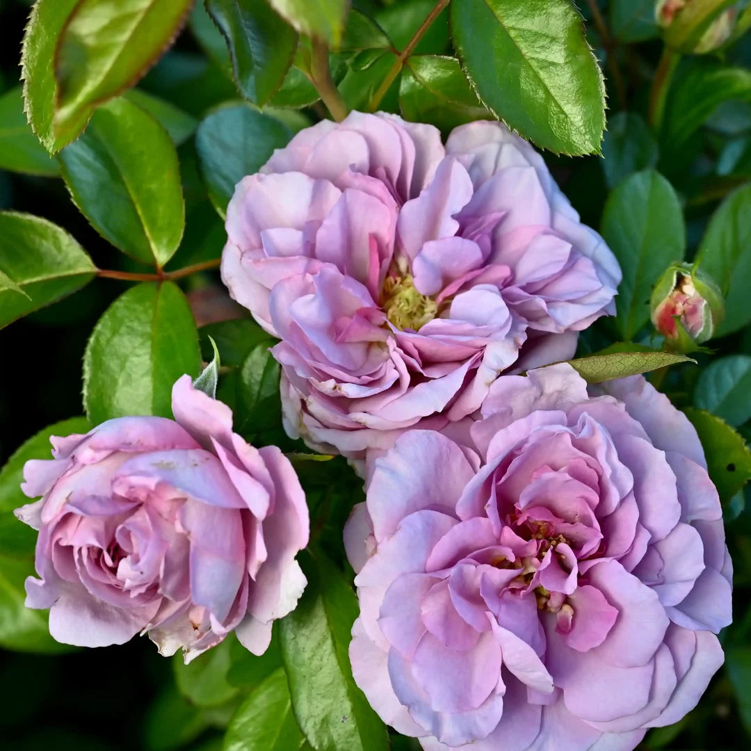 Seena’s Petals of Courage™
