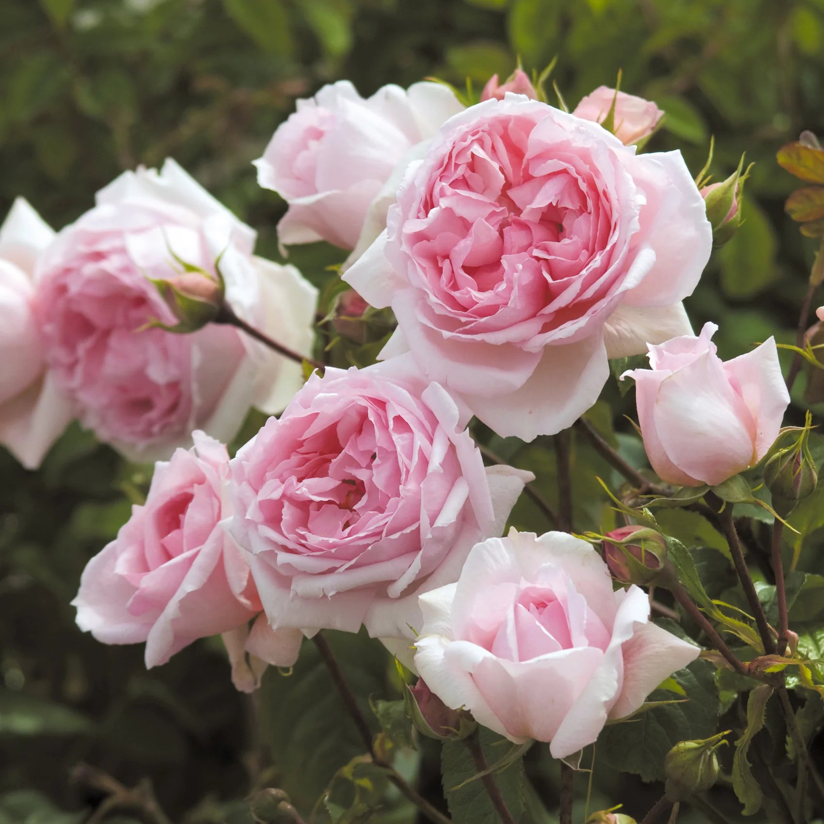 The Wedgwood Rose® David Austin® Climbing Rose