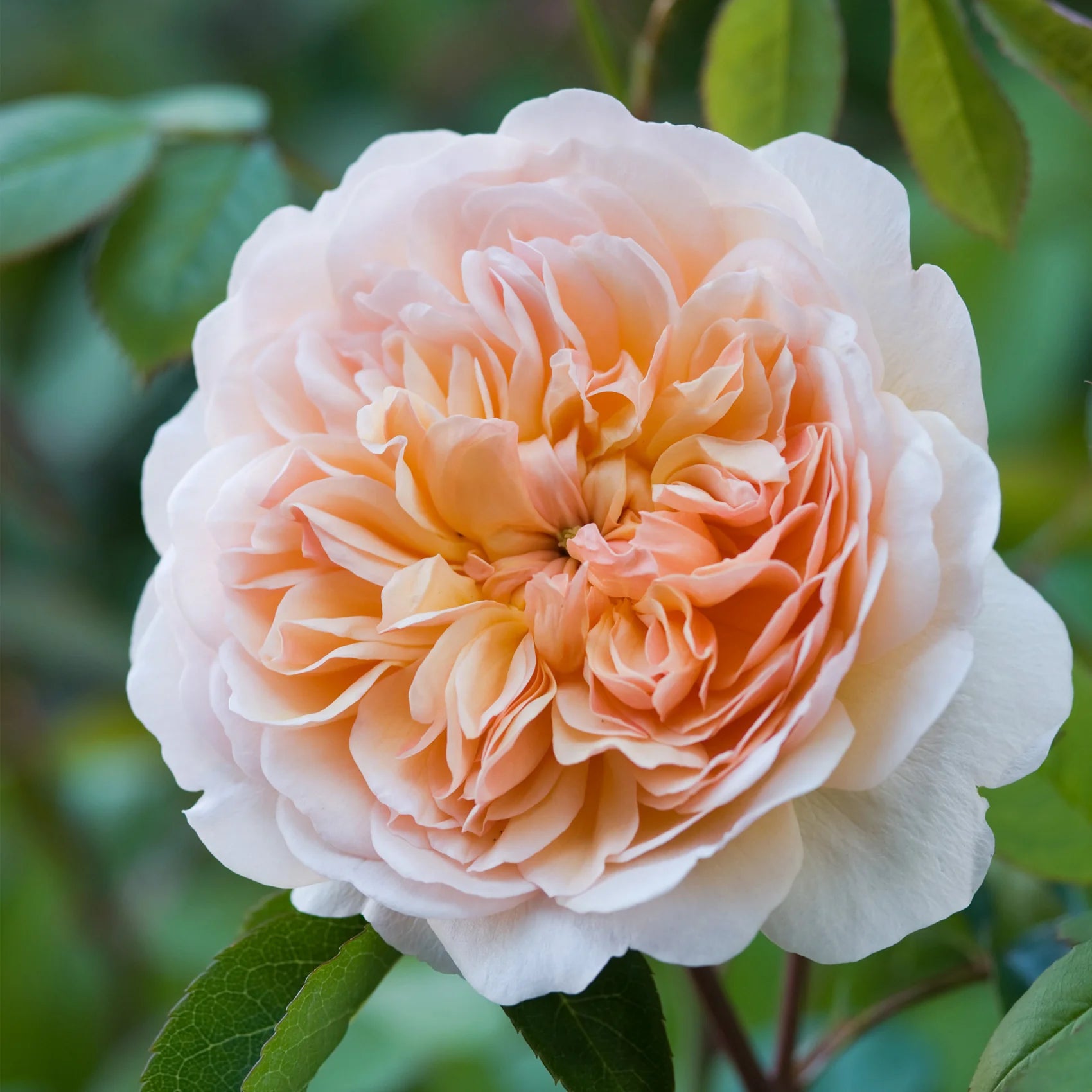 Port Sunlight™ David Austin® English Shrub Rose