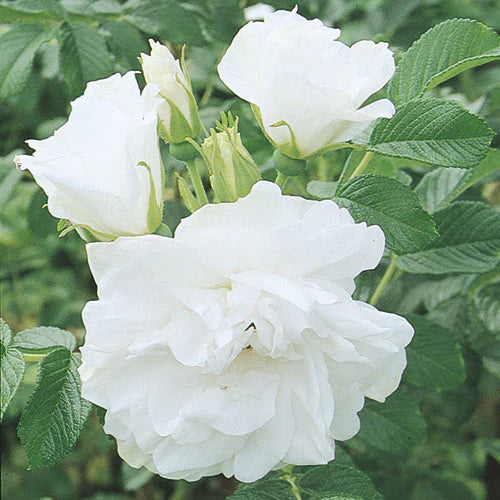 Blanc Double de Coubert Rugosa Rose