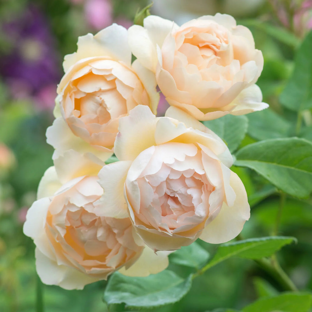 Wollerton Old Hall® David Austin® Climbing Rose