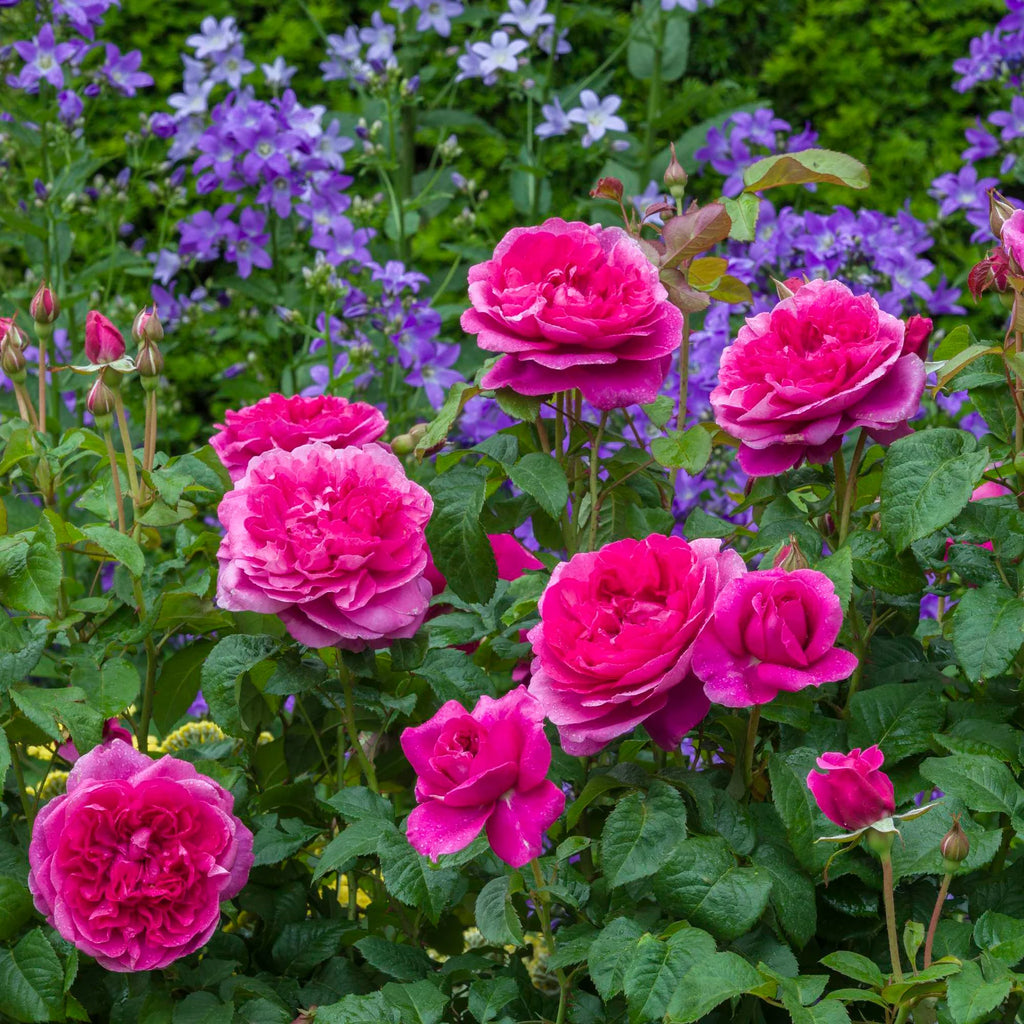 James L. Austin® David Austin® English Shrub Rose
