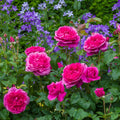 James L. Austin® David Austin® English Shrub Rose