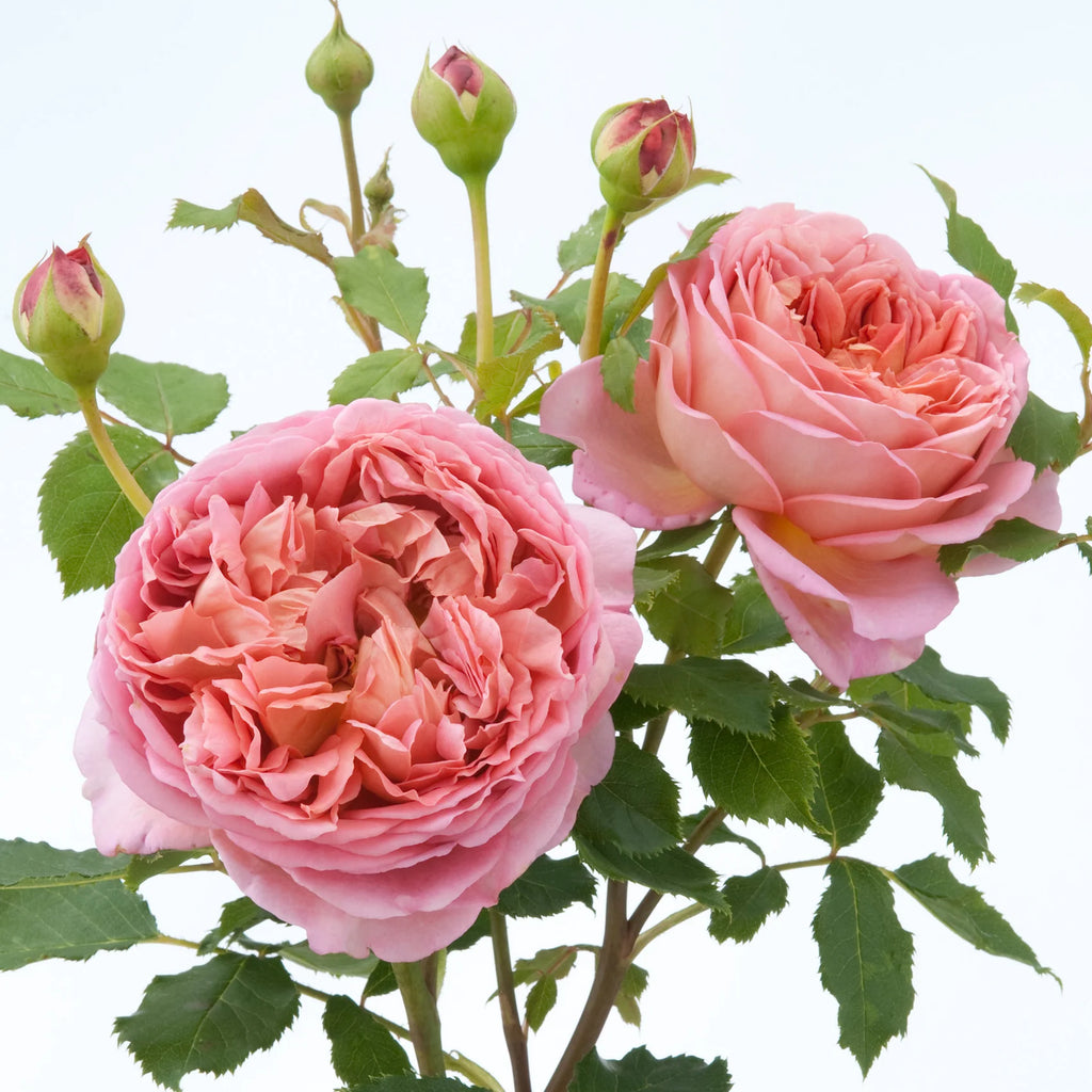 Jubilee Celebration® David Austin® English Shrub Rose