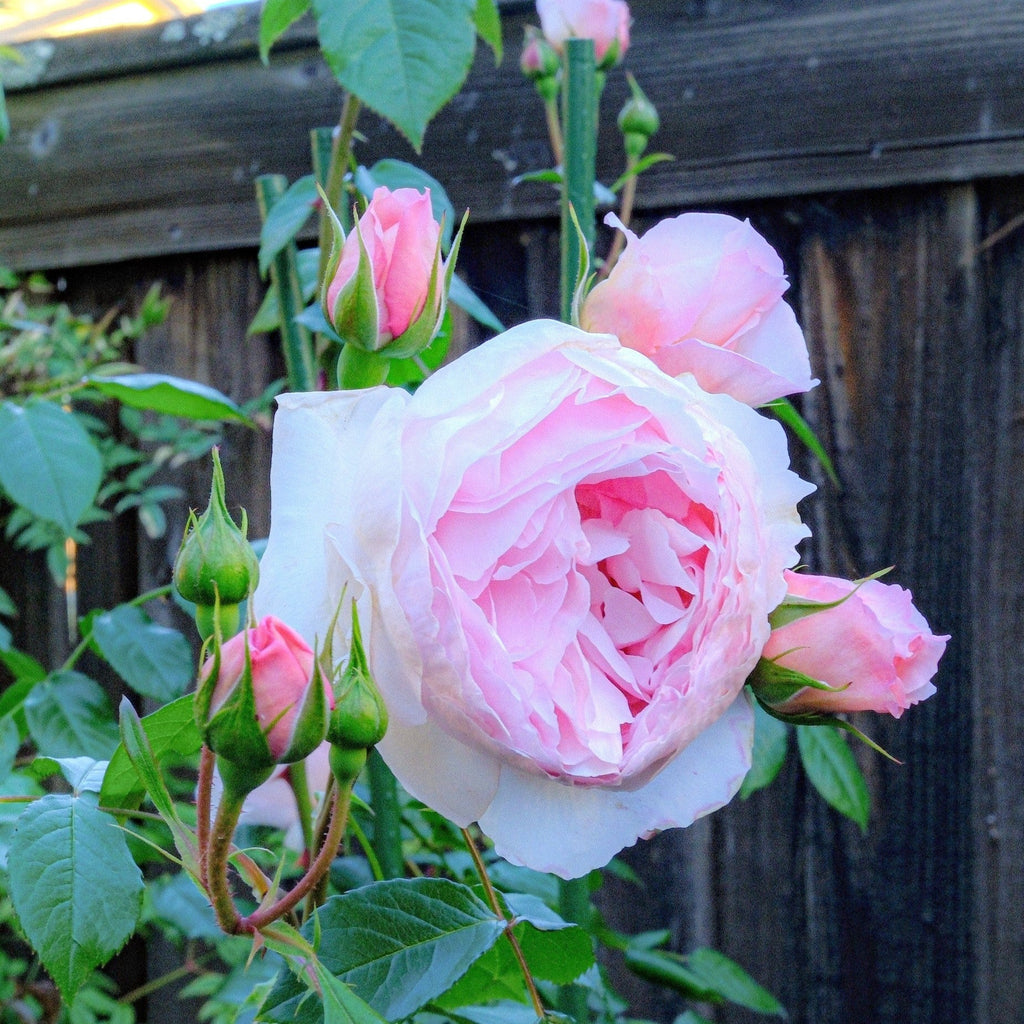 Rosa 'Ausjosiah'  - The Wedgwood Climbing Rose