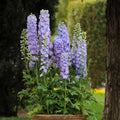 Delphinium elatum 'Guardian Lavender'  - Guardian Lavender Delphinium