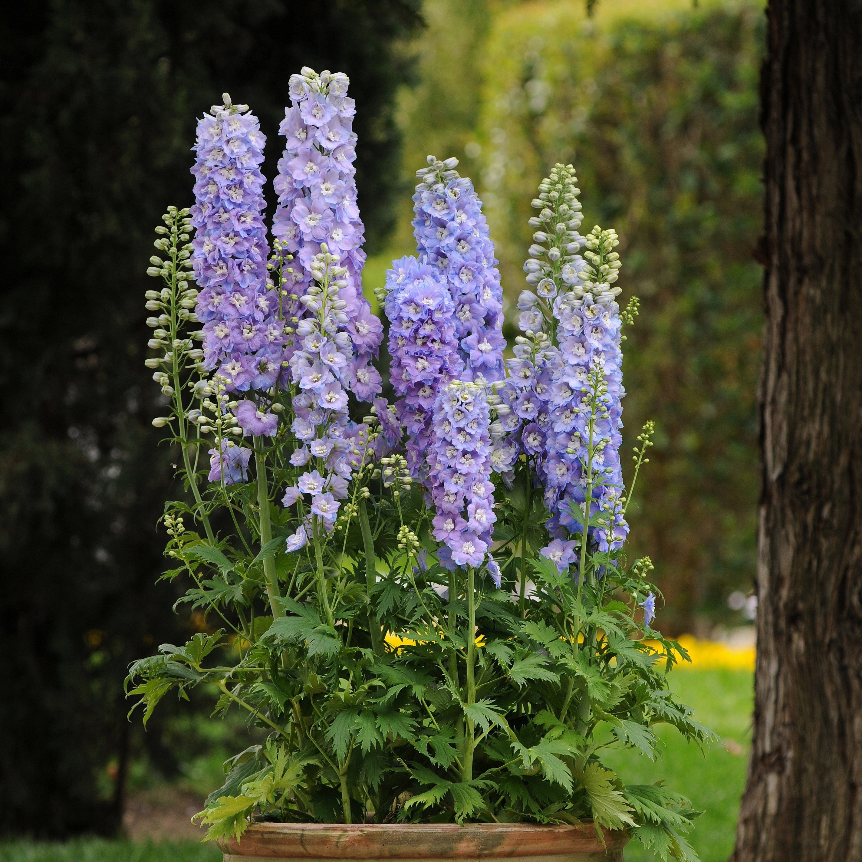 Delphinium elatum 'Guardian Lavender'  - Guardian Lavender Delphinium